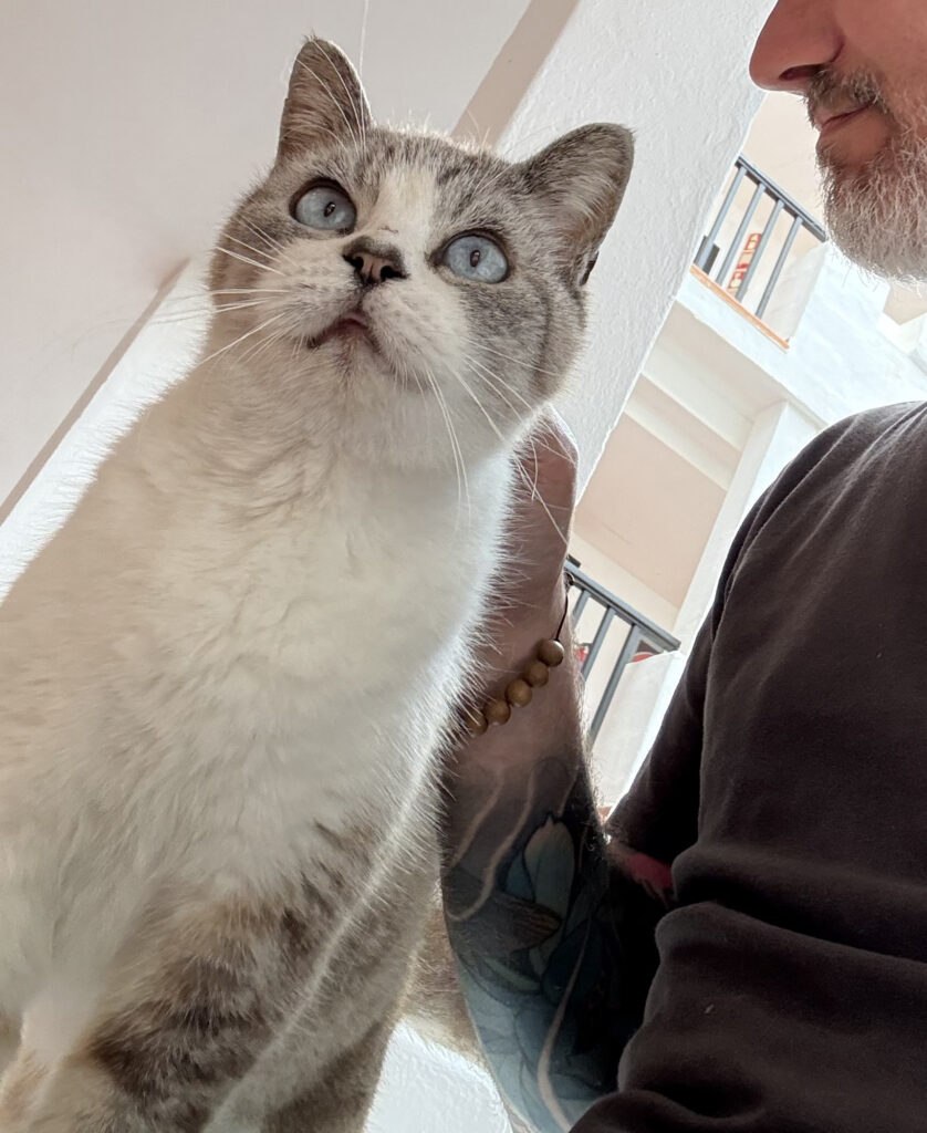 a white cat with blue eyes sitting on the lap of a man